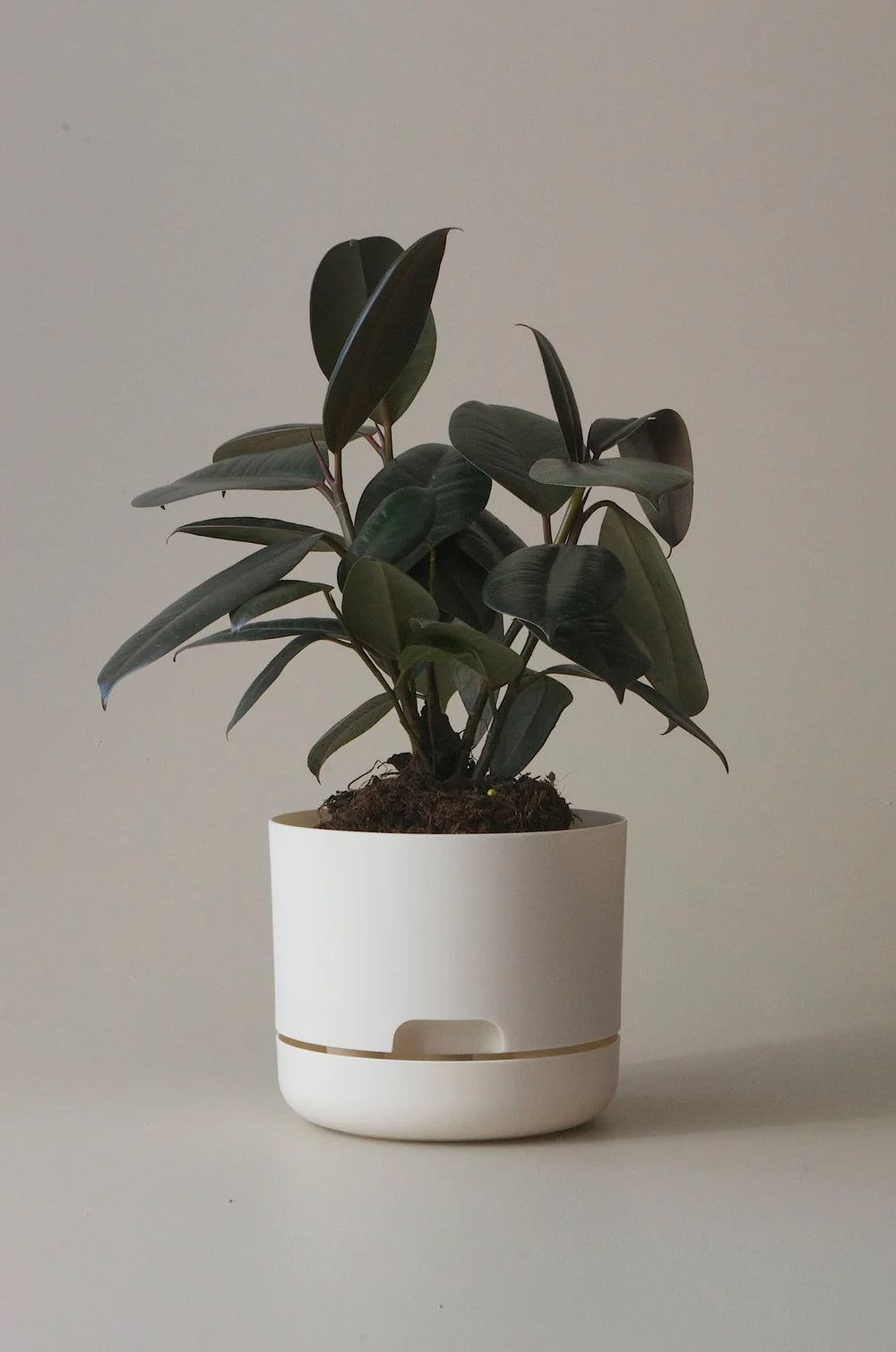 Mr Kitly Selfwatering Plant Pot 300mm