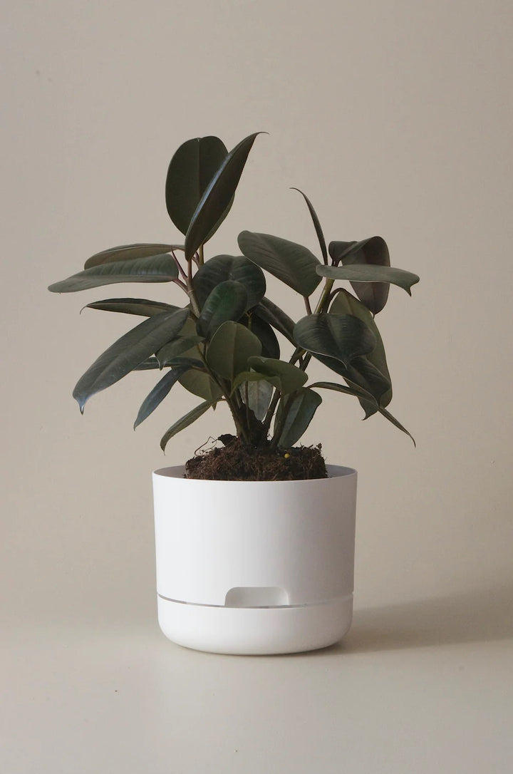 Mr Kitly Selfwatering Plant Pot 375mm