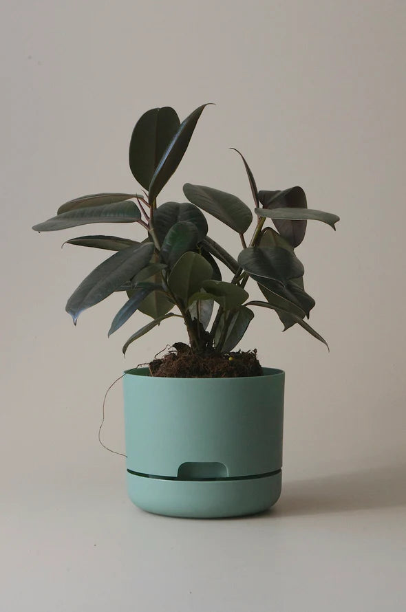Mr Kitly Selfwatering Plant Pot 170mm