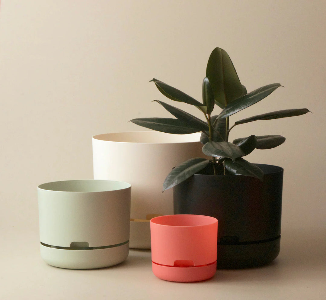 mr pot plants Mr Kitly Self-Watering Planter