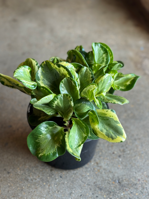 Peperomia Green & Gold "Golden Gate" 180mm