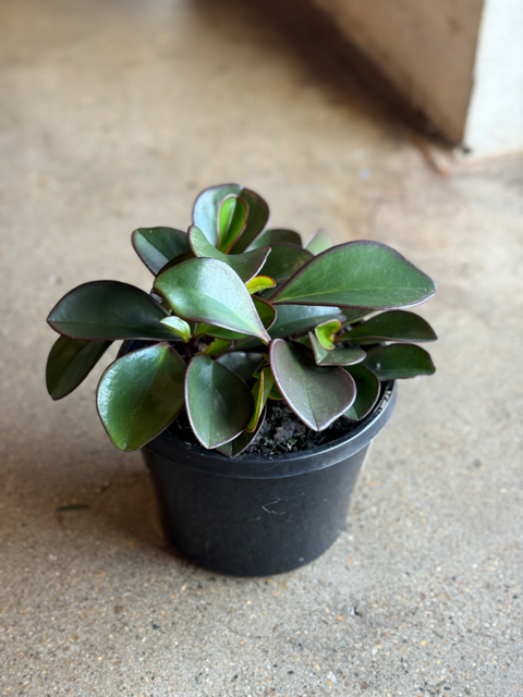 Peperomia Red Edge 180mm