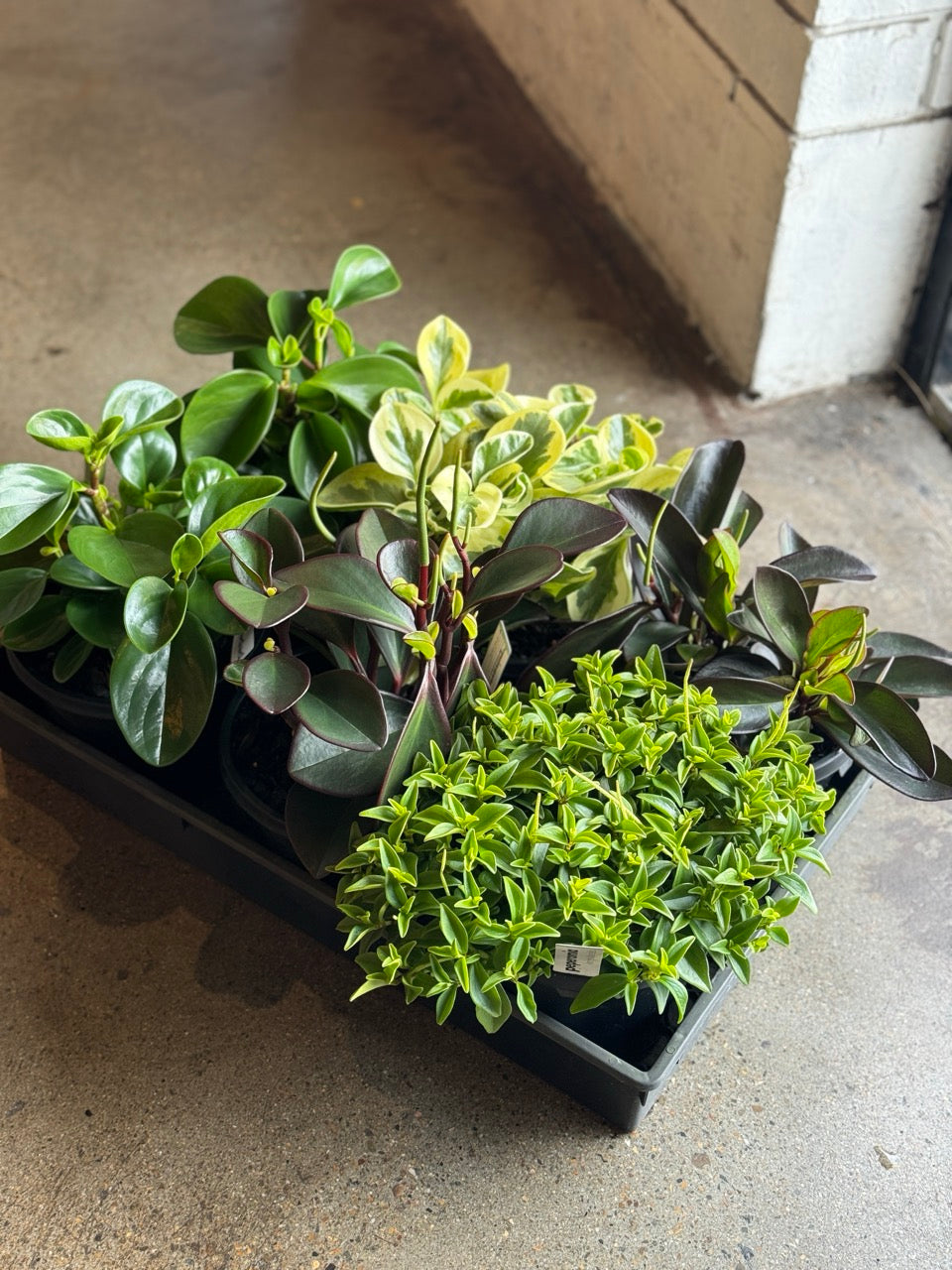 Peperomia Assorted 180mm