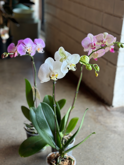 Potted Phalaenopsis Orchid