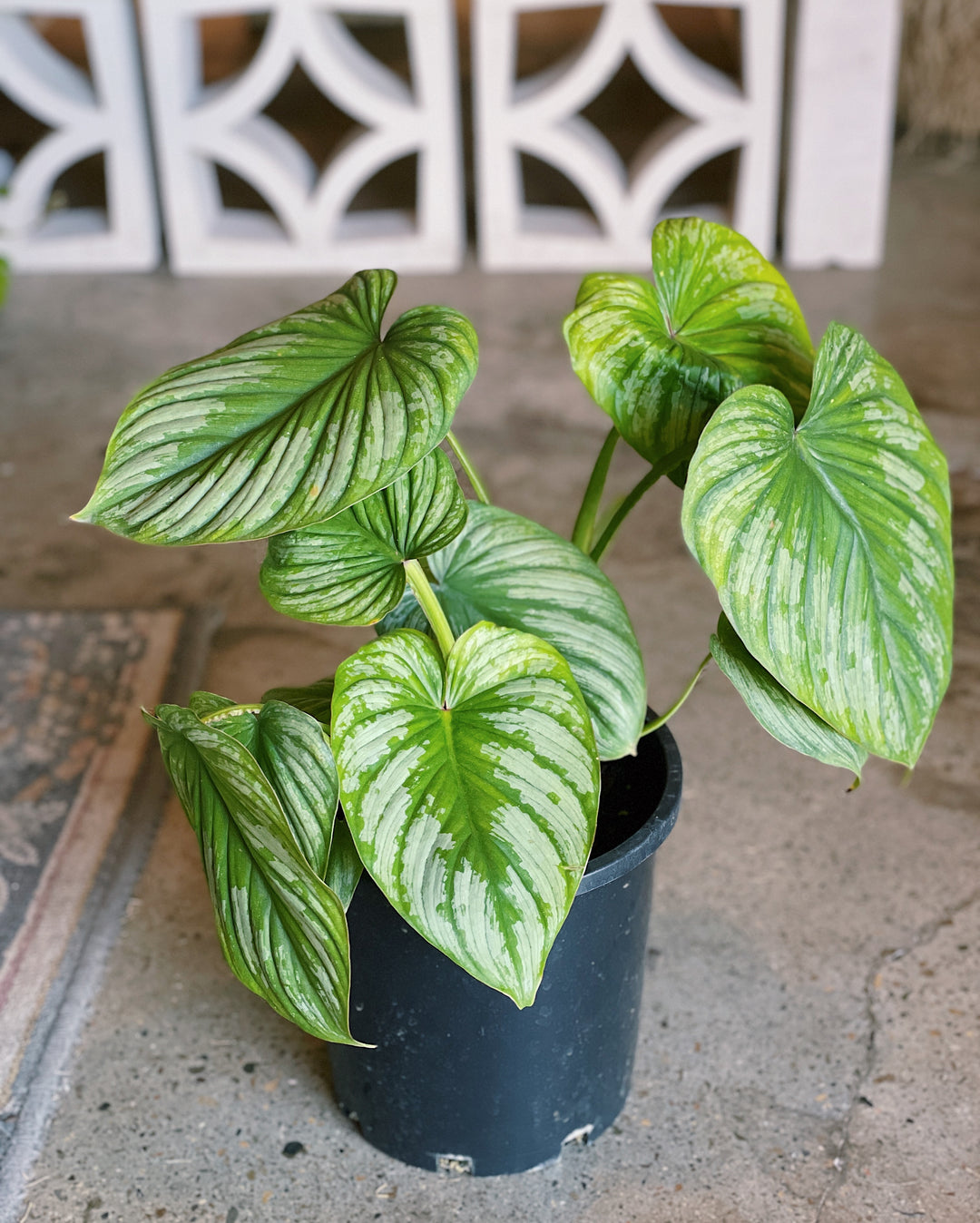 Philodendron Mamei 200mm