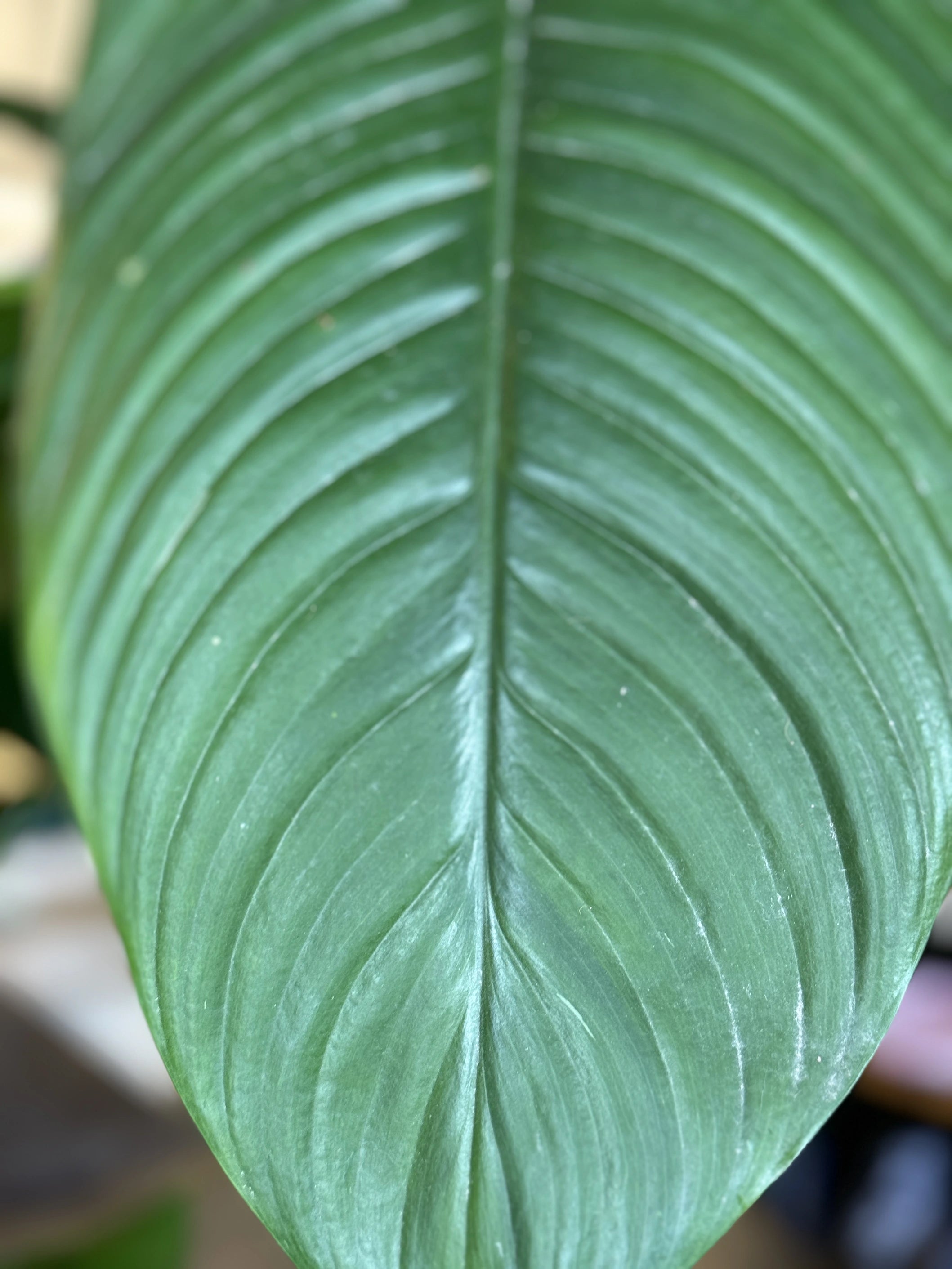 indoor sensation plant Spathiphyllum Sensation Peace Lily