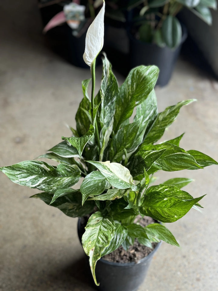 Peace Lily - Spathiphyllum 'Domino' Variegated 200mm