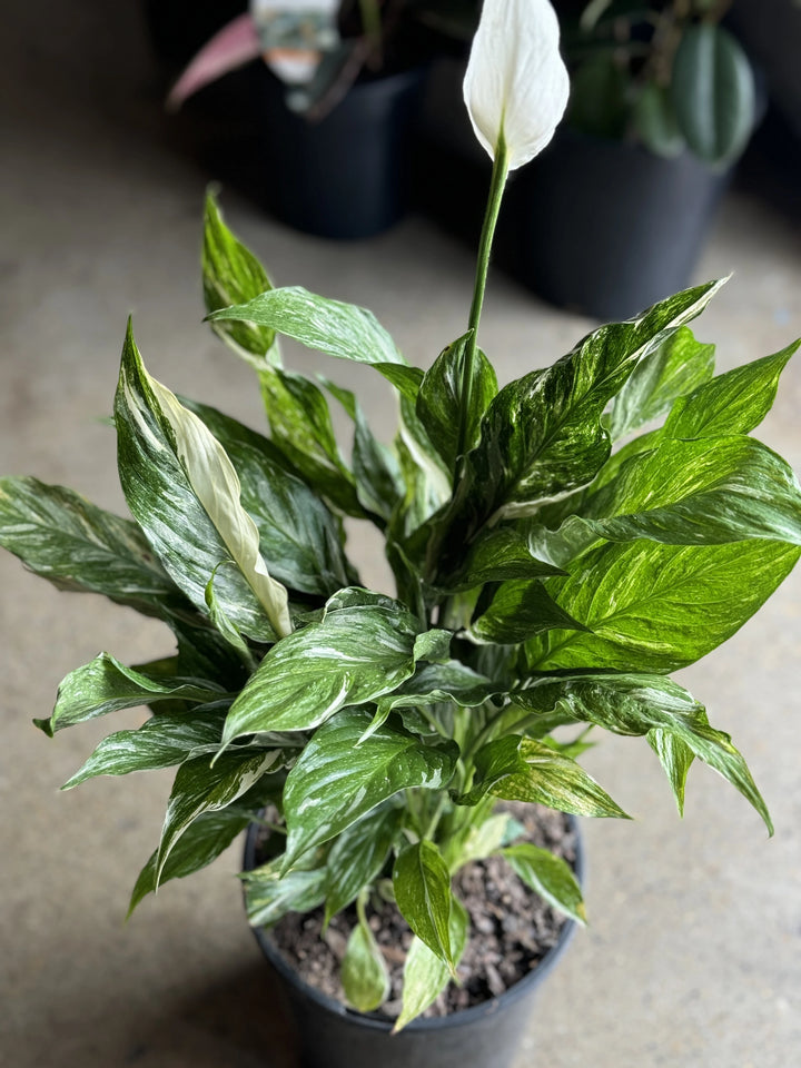 Peace Lily - Spathiphyllum 'Domino' Variegated 200mm