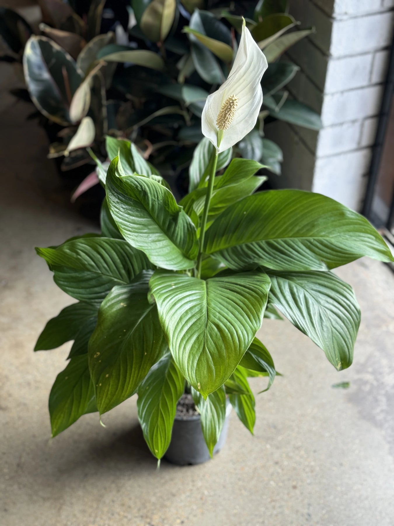 peace lily only green flowers Peace Lily 'Sebastiano'