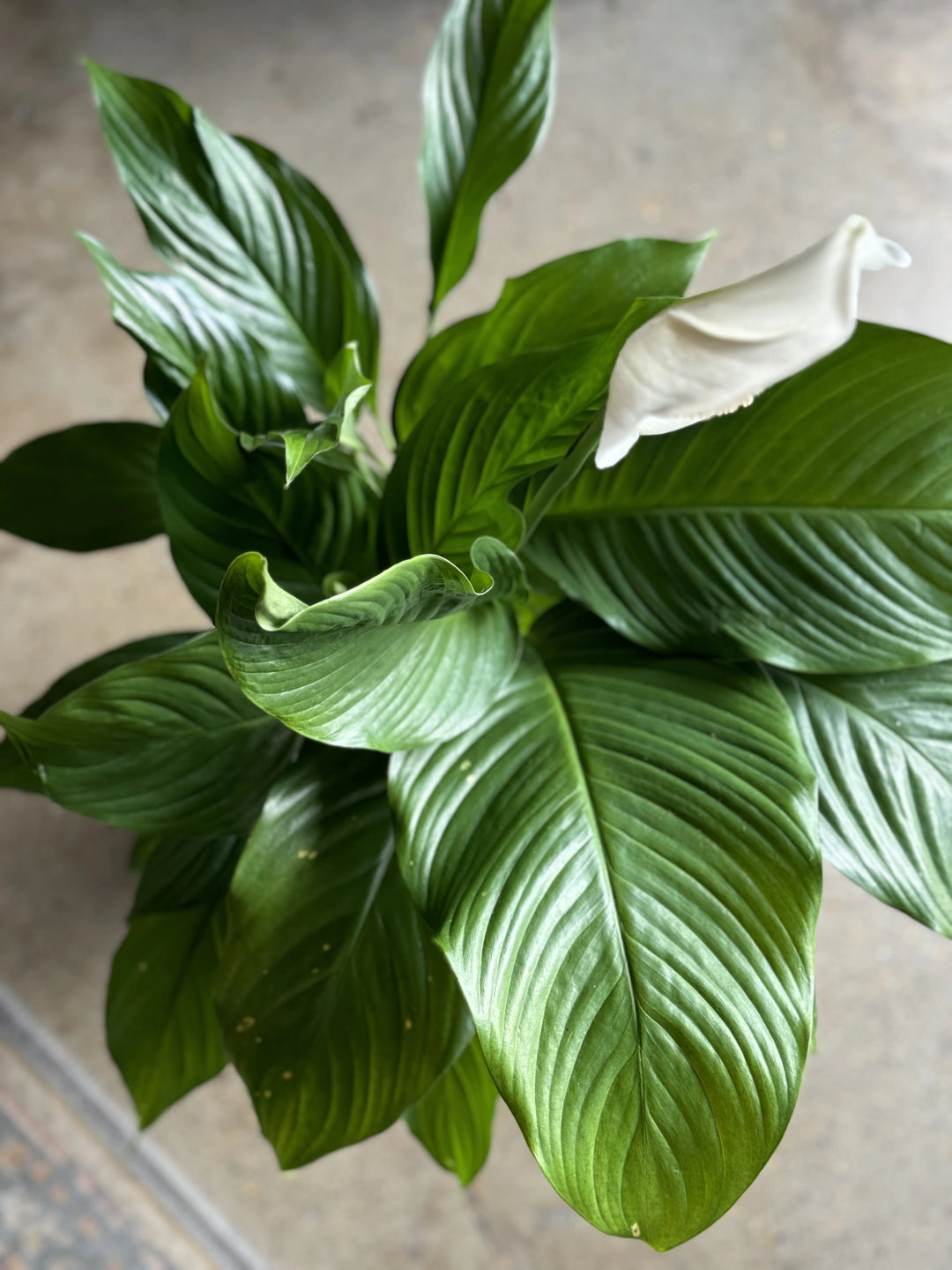 peace lilies near me Peace Lily 'Sebastiano'