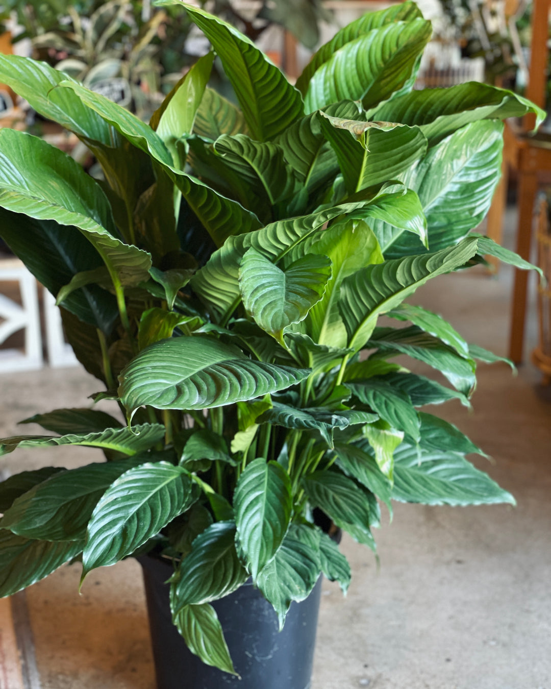 Spathiphyllum Peace Lily 300mm