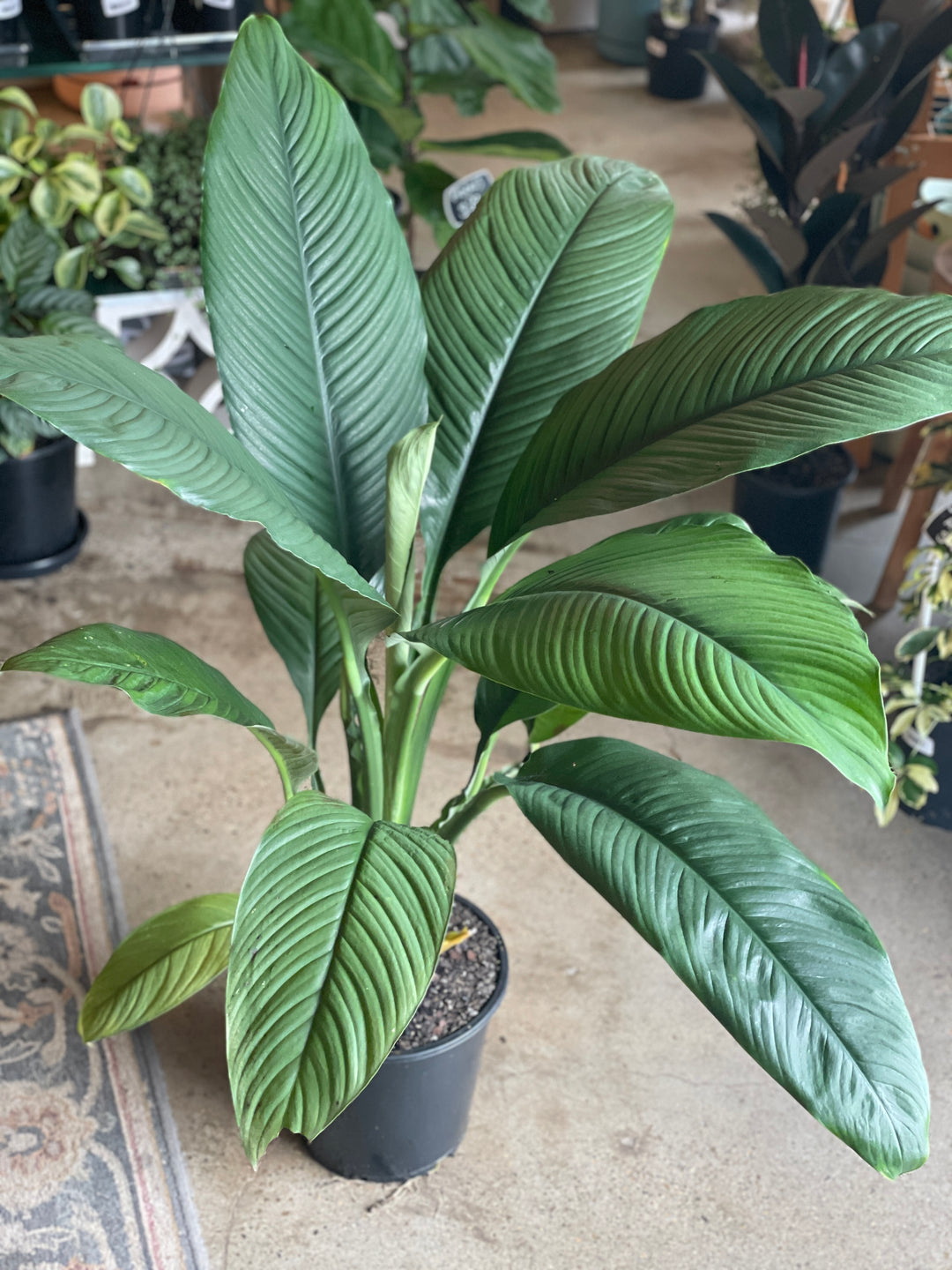 sensation plant indoor Spathiphyllum Sensation Peace Lily