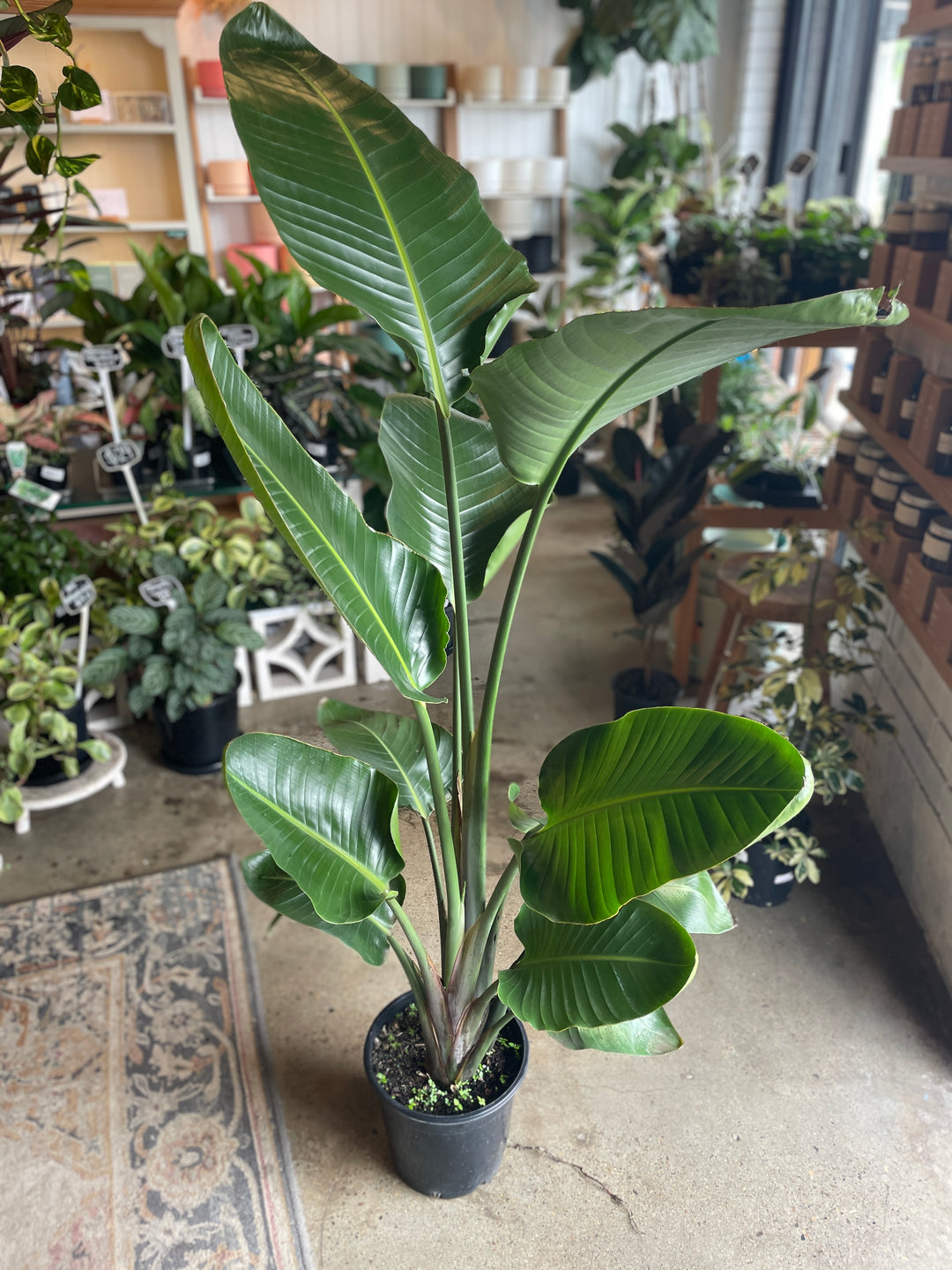 is strelitzia nicolai an indoor plant Strelitzia Nicolai Bird of Paradise