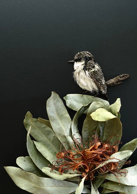 White-Breasted Robin - Greeting Card