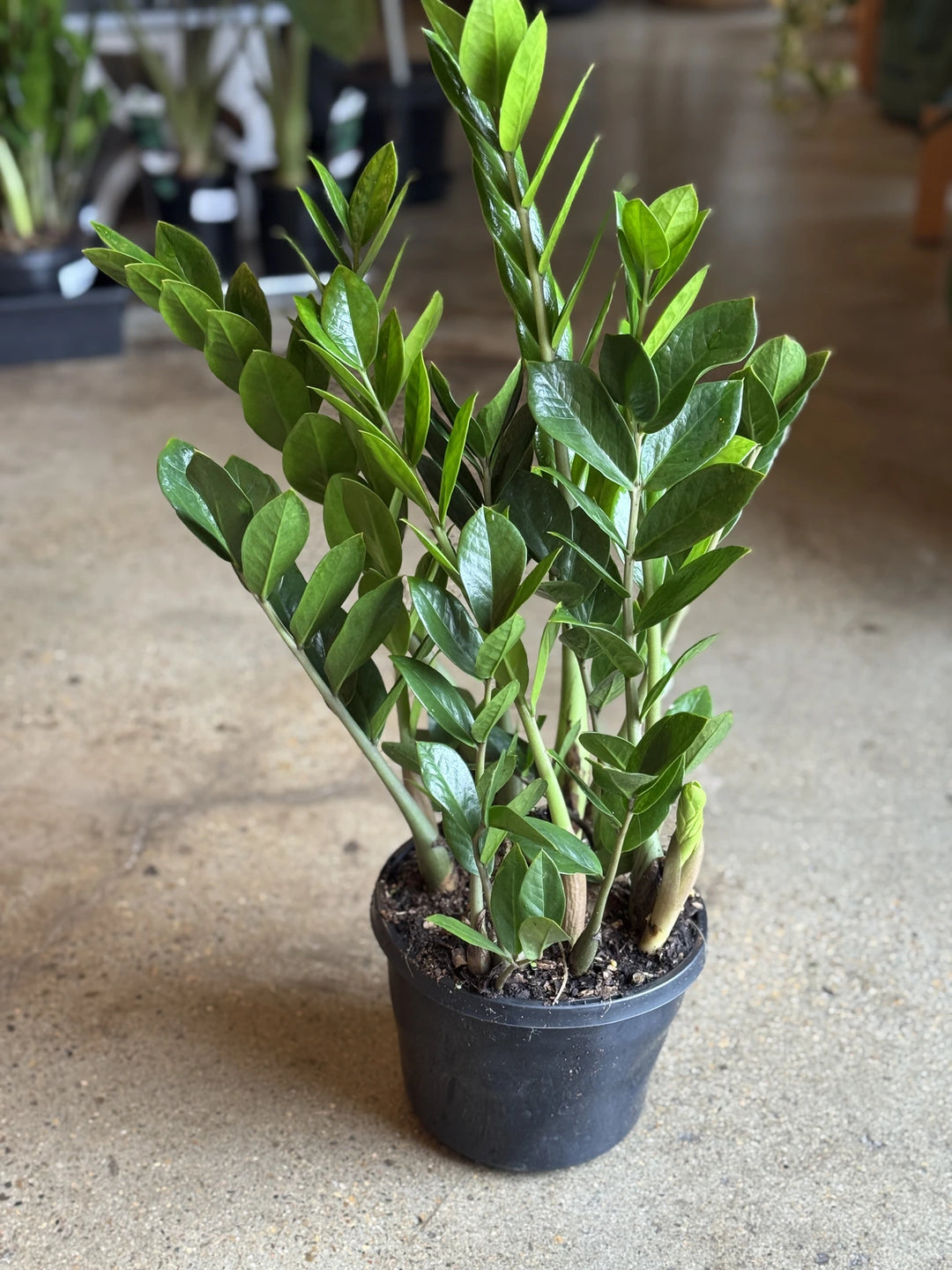 zanzibar house plant Zanzibar Gem