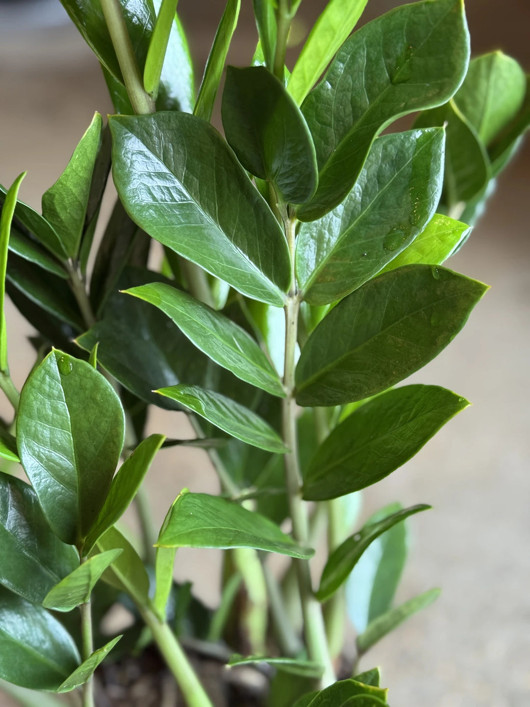 Zanzibar Gem Zamiifolia 200mm