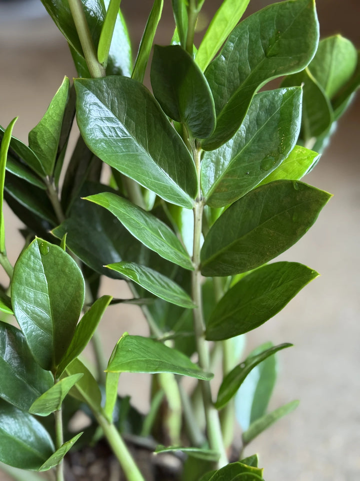 Zanzibar Gem Zamiifolia 200mm