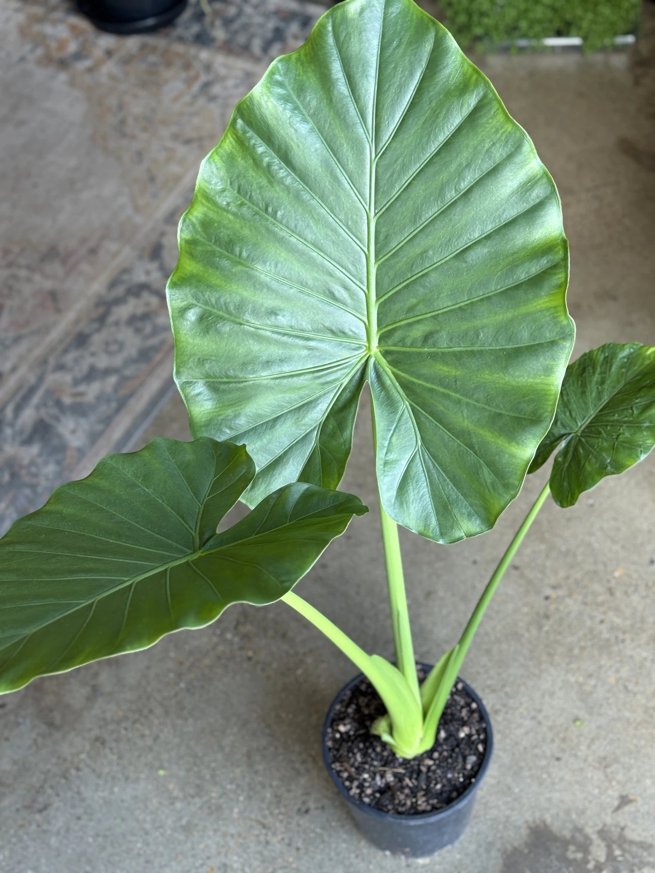 Alocasia Macrohizza 