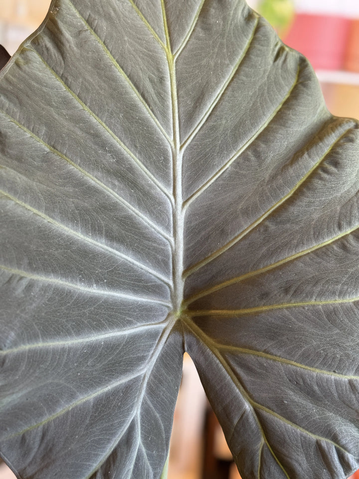 Alocasia Regal Shield 200mm