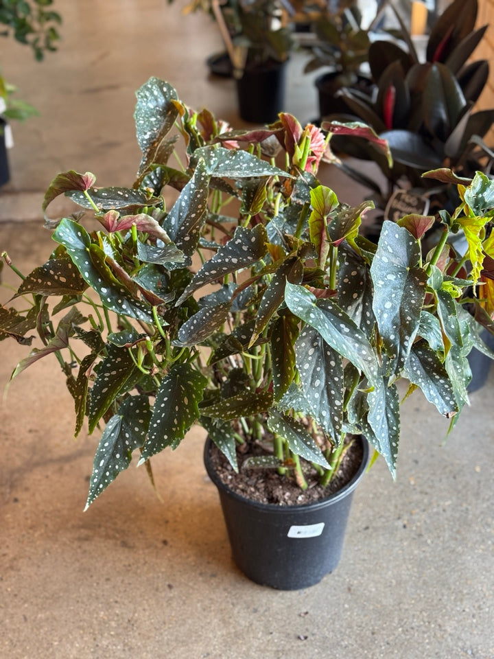 Begonia Maculata "Angel Wings" 250mm