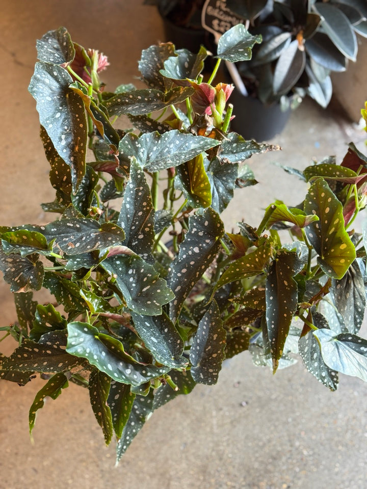 Begonia Maculata "Angel Wings" 250mm