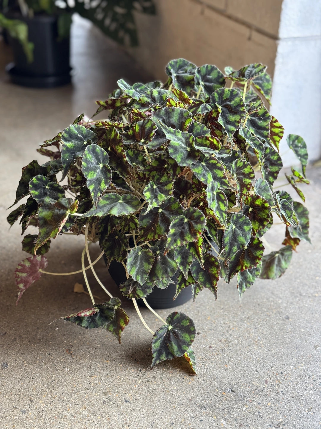 Begonia Bowerae "Eyelash" 200mm