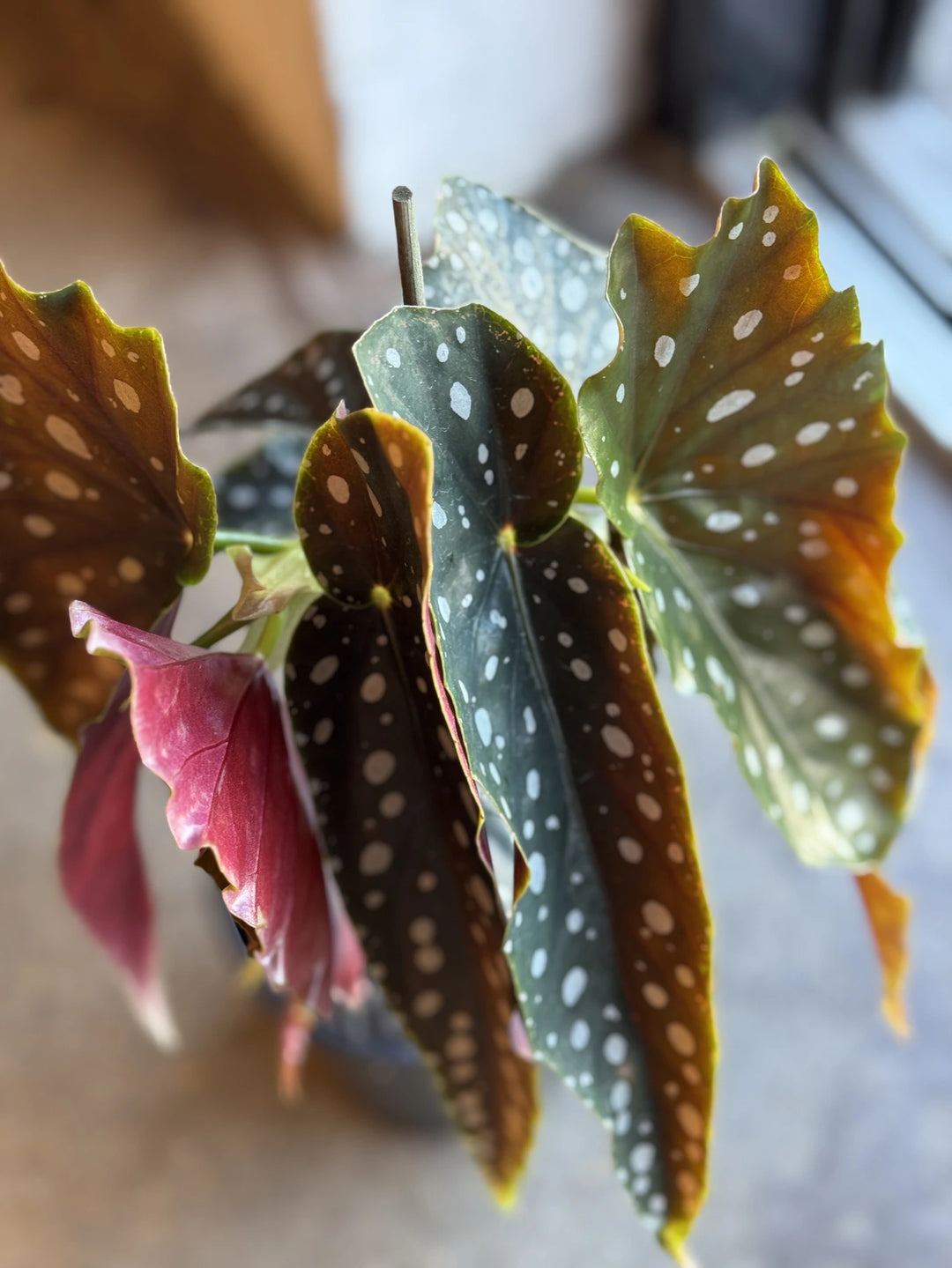 Beonia Begonia Maculata