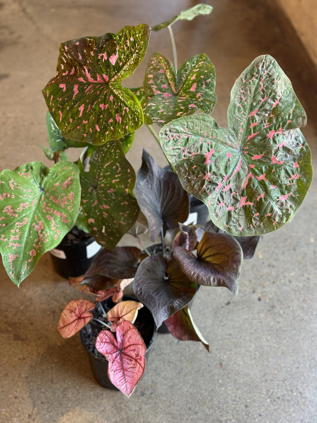 are caladium indoor plants Caladium Assorted