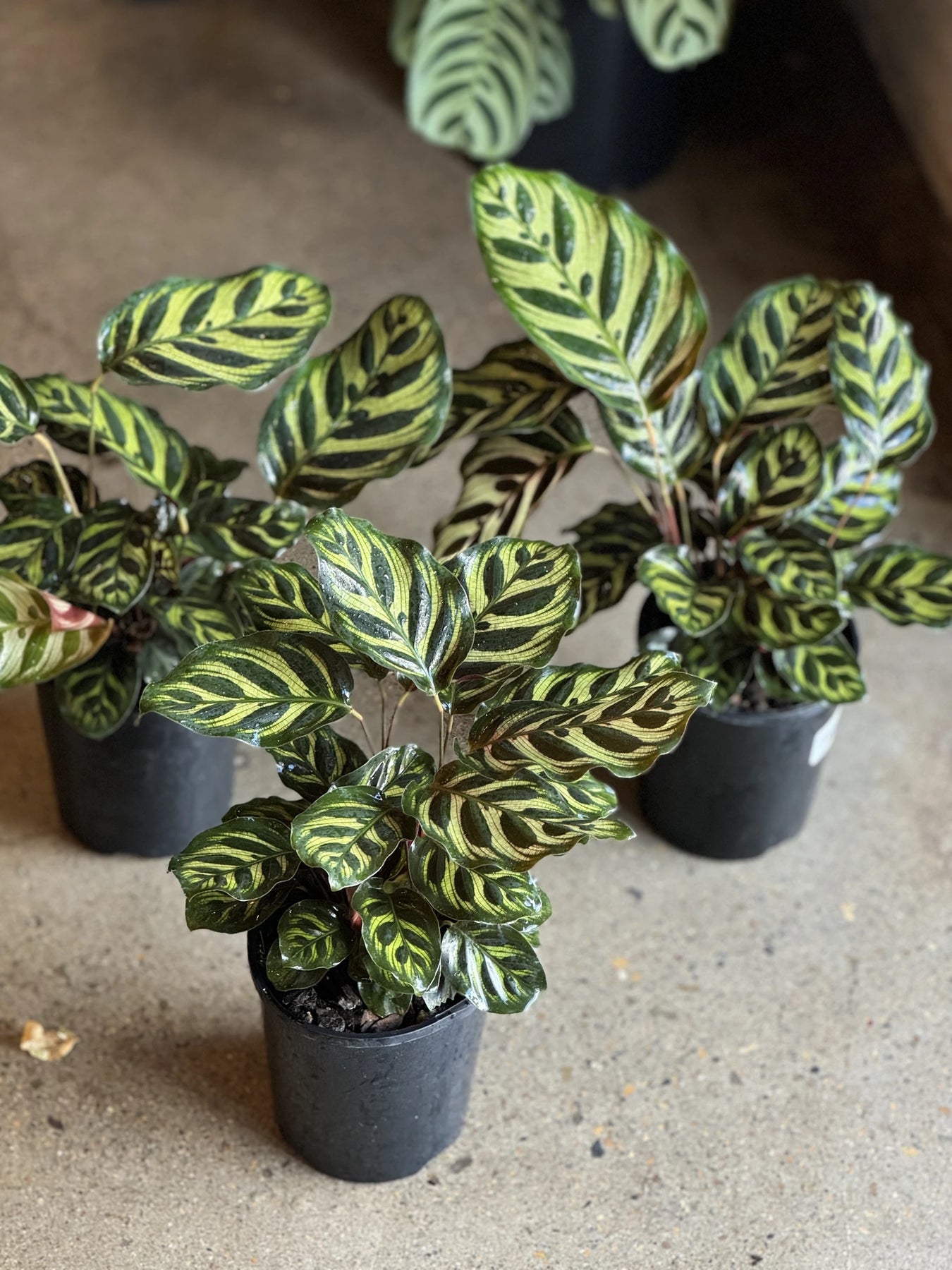 peacock house plant Peacock Calathea