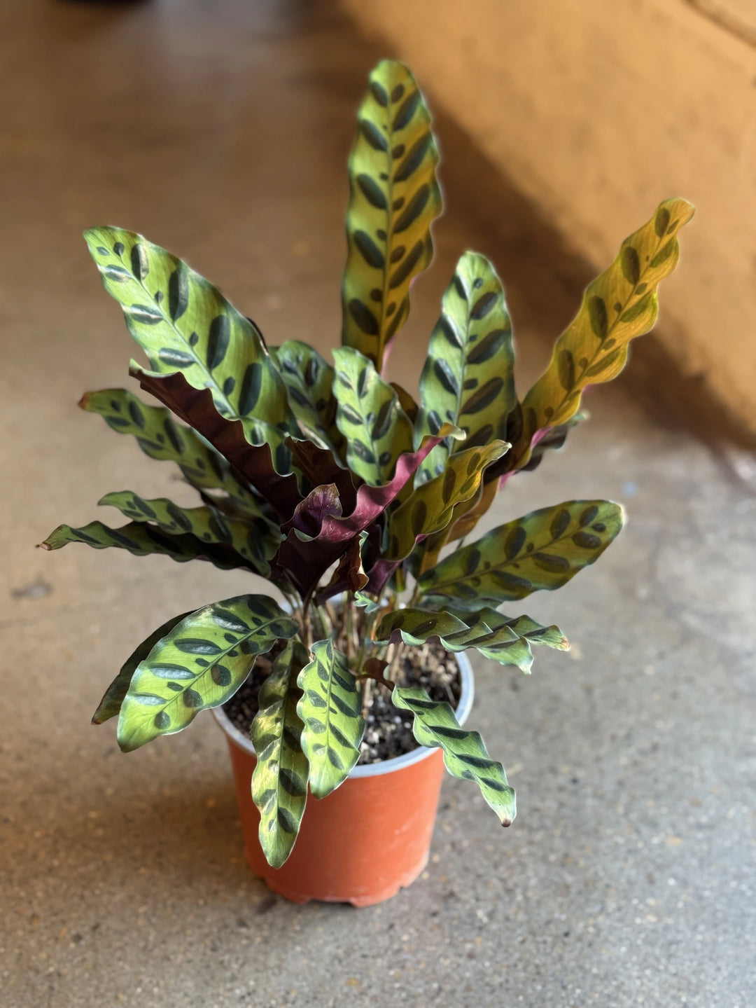 Calathea Insignis "Rattlesnake" 130mm