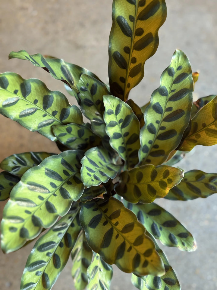 Calathea Insignis "Rattlesnake" 130mm