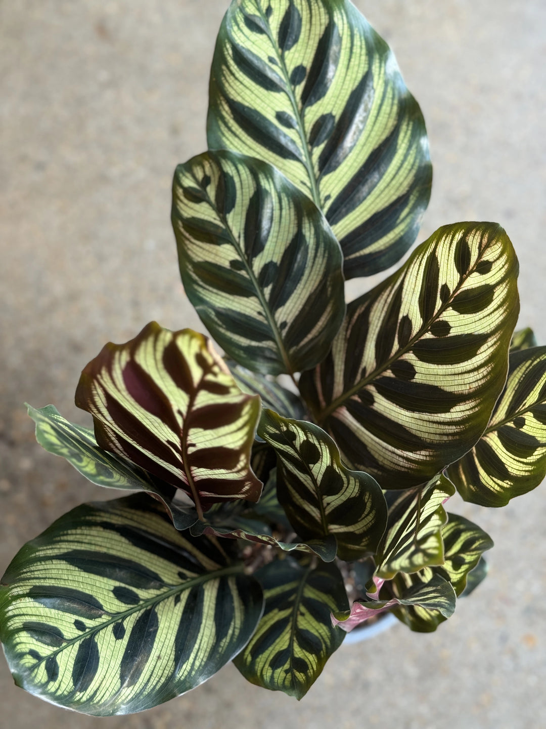peacock plant indoor Peacock Calathea