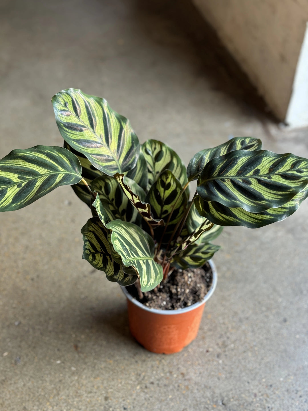 feather indoor plant Peacock Calathea