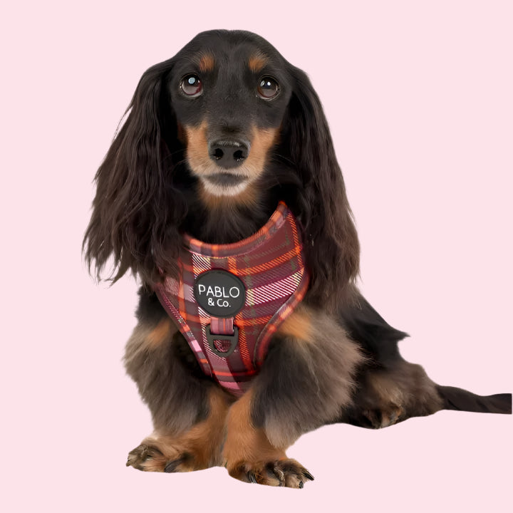 Camilla: Adjustable Harness