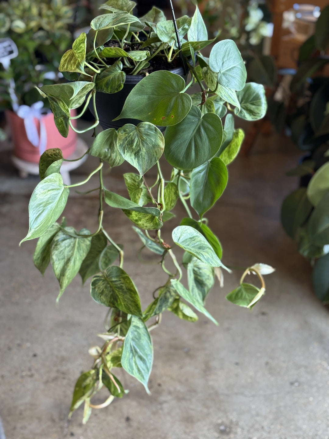 philodendron cordatum indoors INDOOR PLANT SHOP