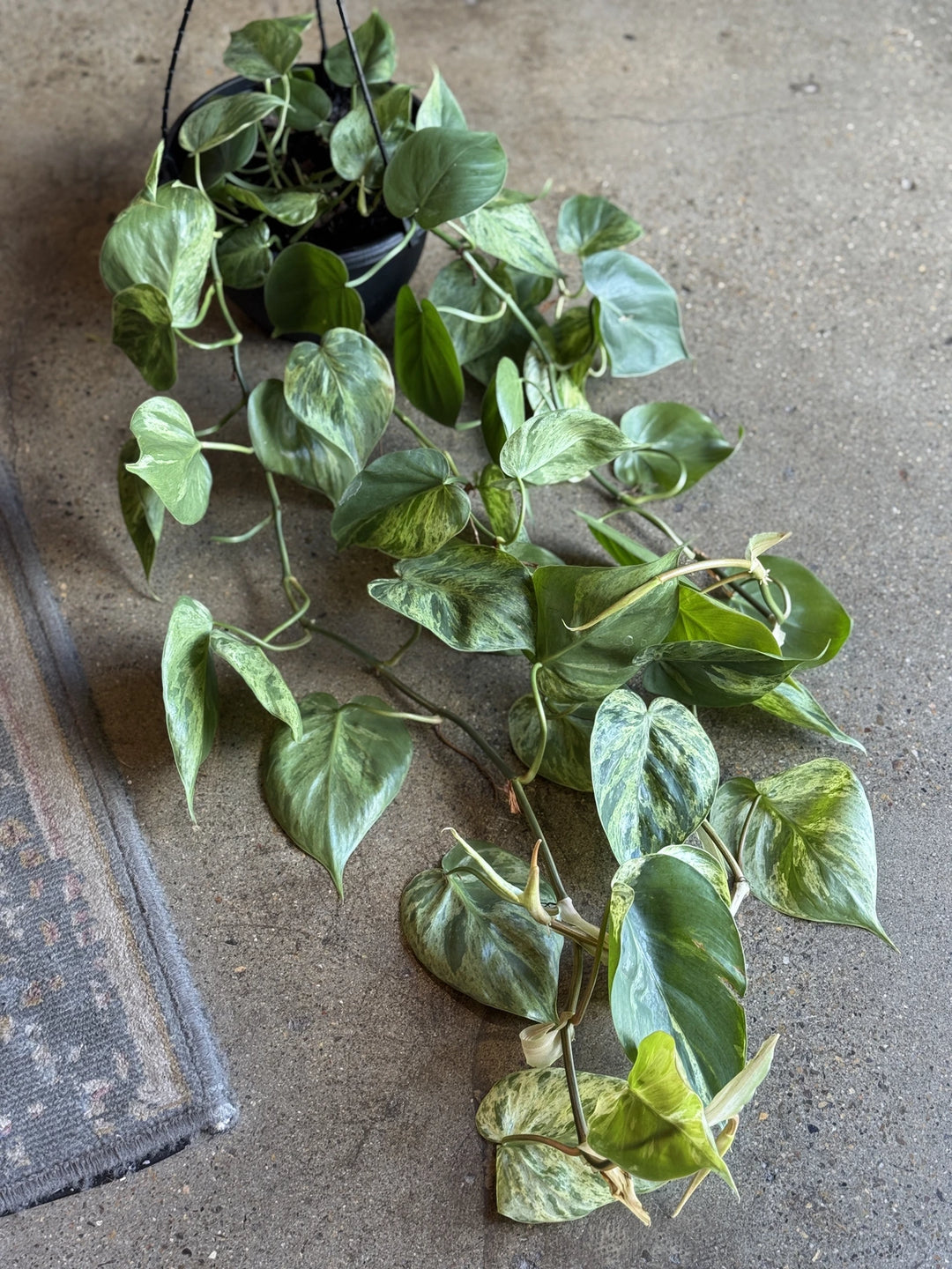 is philodendron cordatum rare INDOOR PLANT SHOP