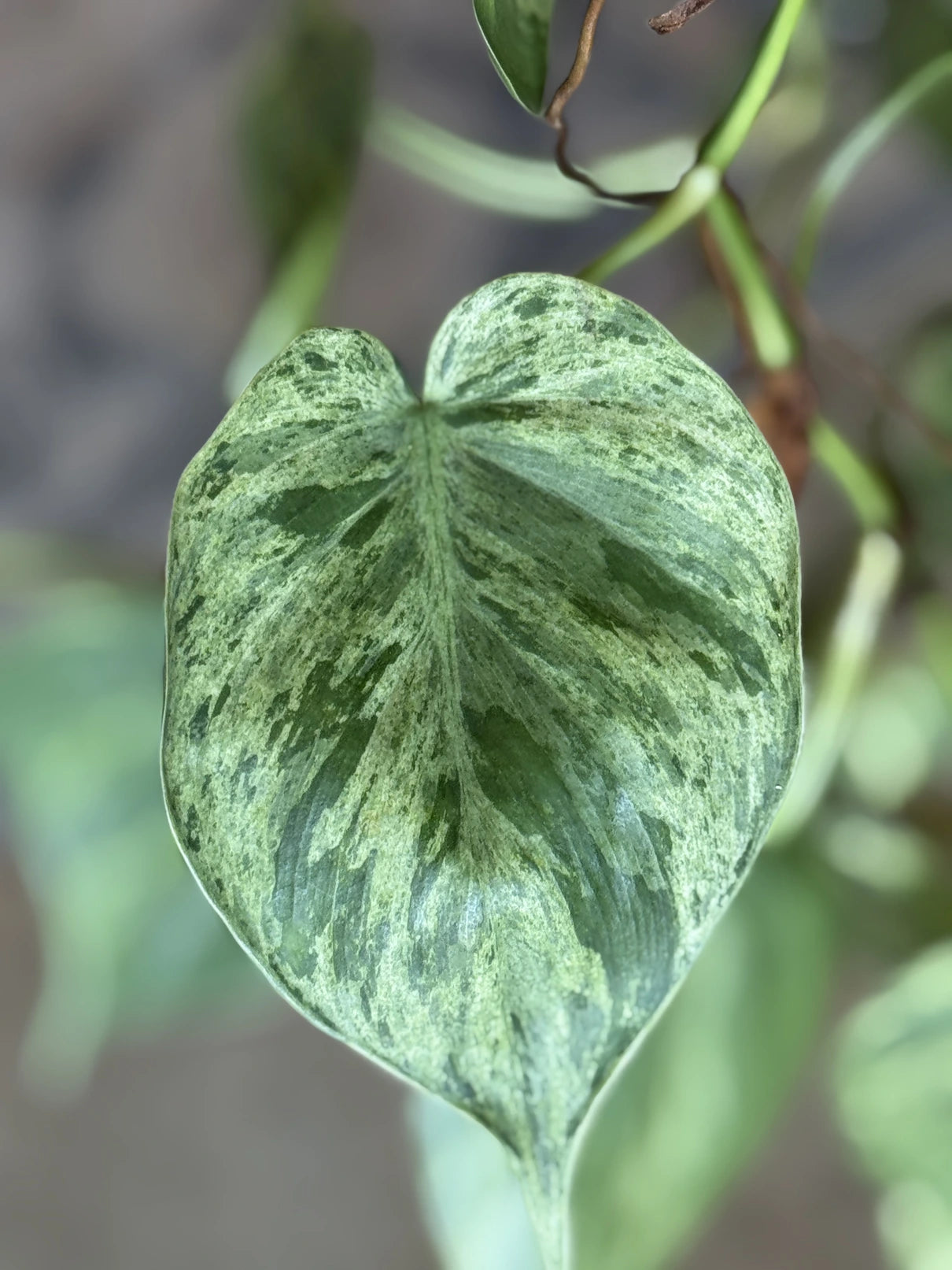 philodendron cordatum variegated INDOOR PLANT SHOP