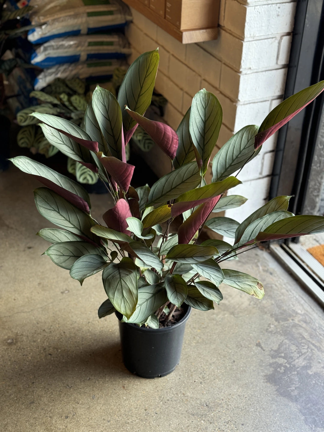 purple and green plant indoor Ctenanthe Setosa