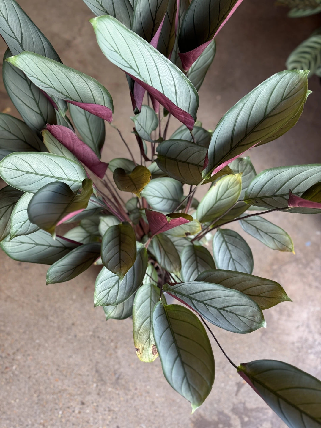 ctenanthe indoor plant Ctenanthe Setosa