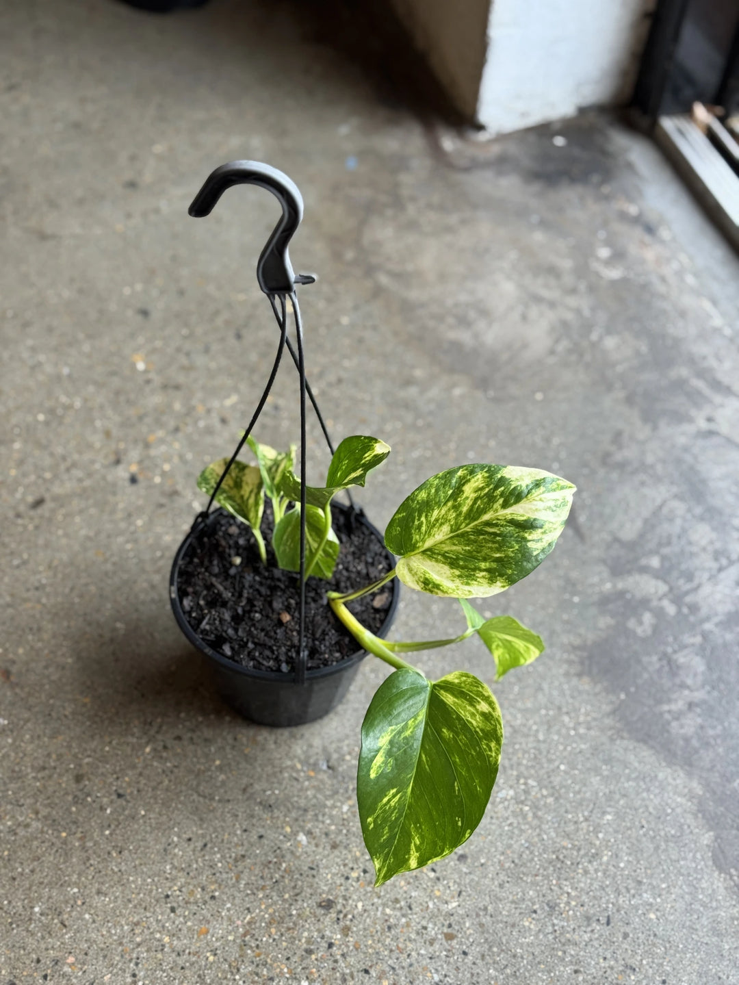 Devils Ivy - Green & Gold Pothos 150mm HB