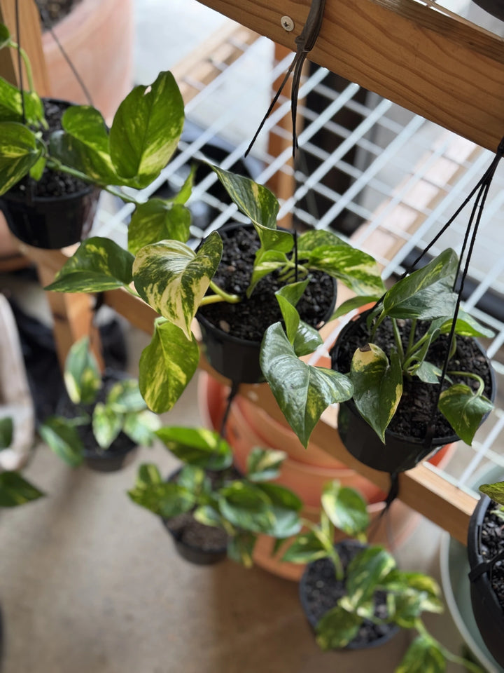Devils Ivy - Green & Gold Pothos 150mm HB