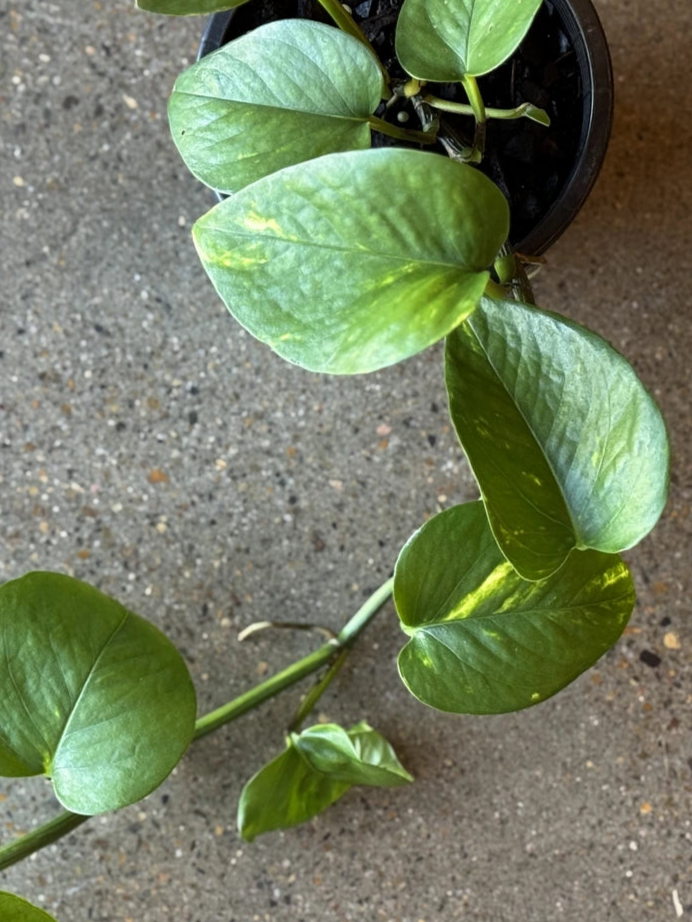 pothos vs devils ivy Devils Ivy - Green & Gold Pothos