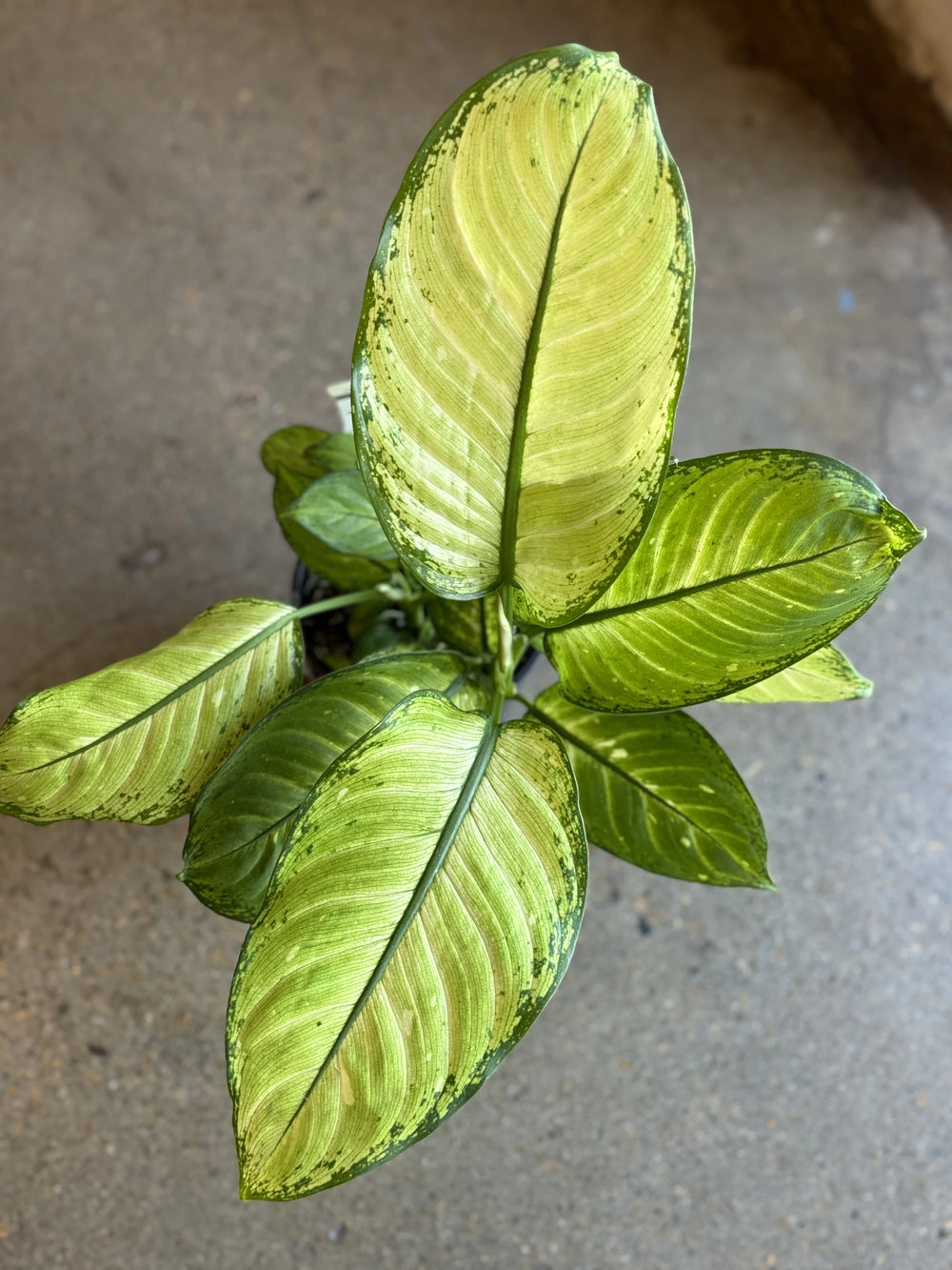 dieffenbachia triumph Dieffenbachia Mariana