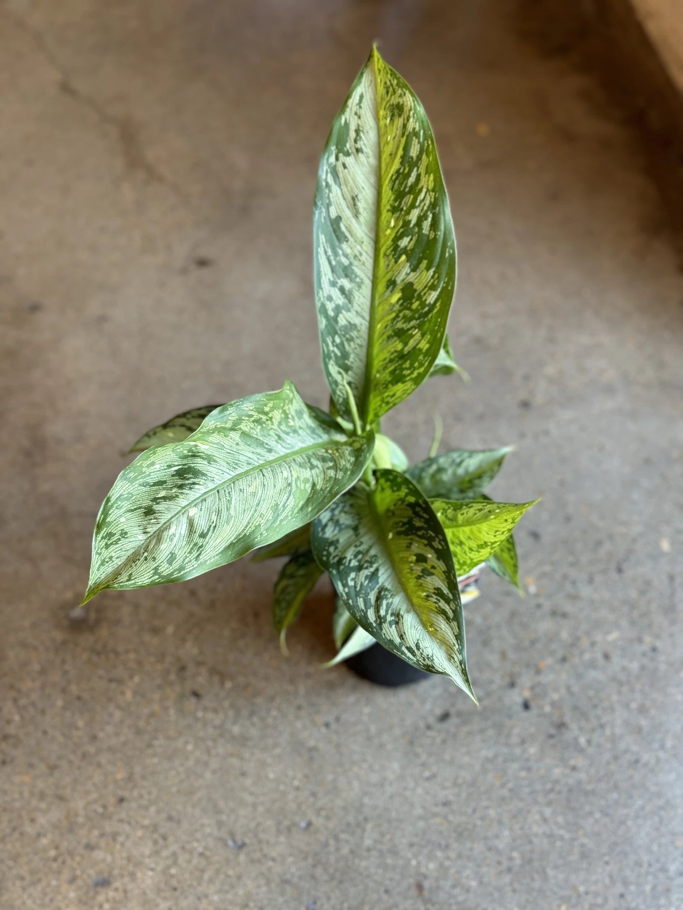 aglaonema bunnings Dieffenbachia Memoria Corsii
