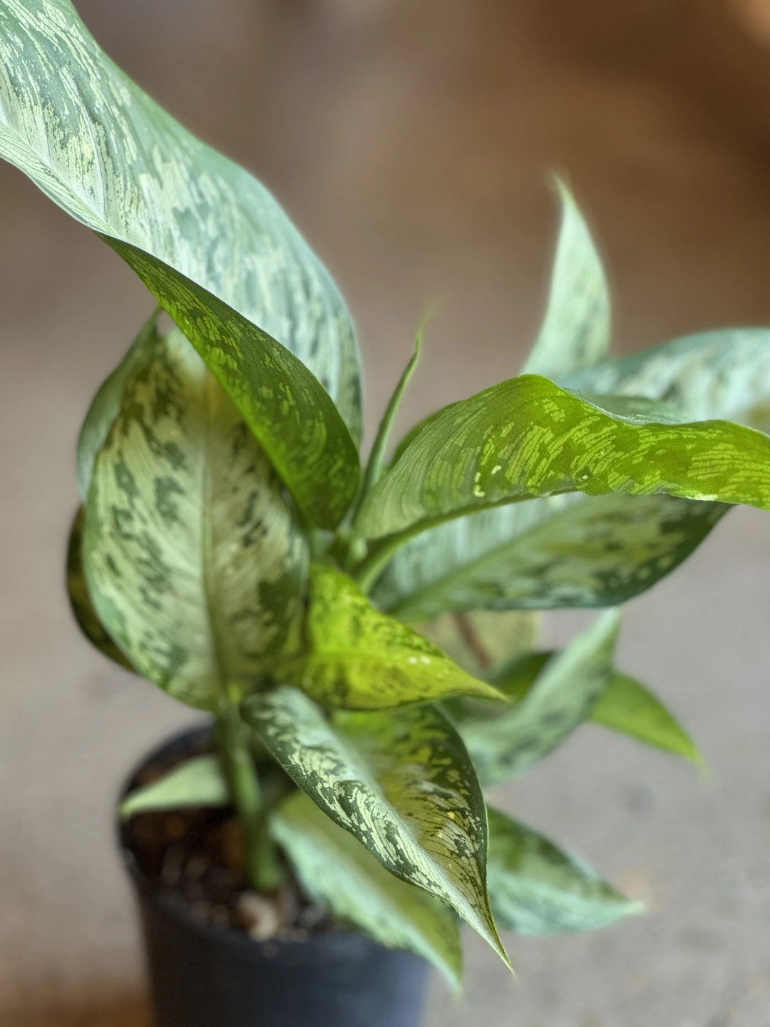 dieffenbachia memoria Dieffenbachia Memoria Corsii