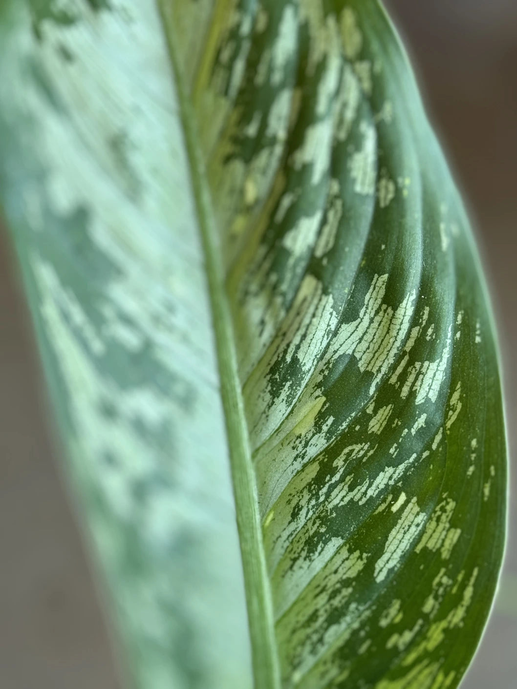 dieffenbachia plant brown spots on leaves Dieffenbachia Memoria Corsii