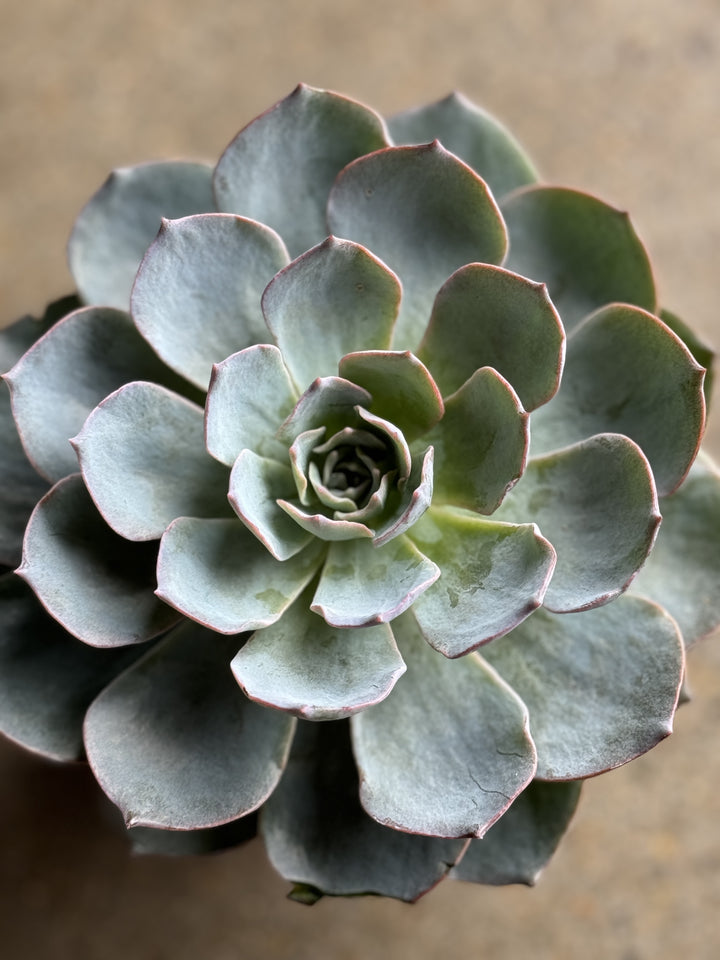 Echeveria Succulents 120mm