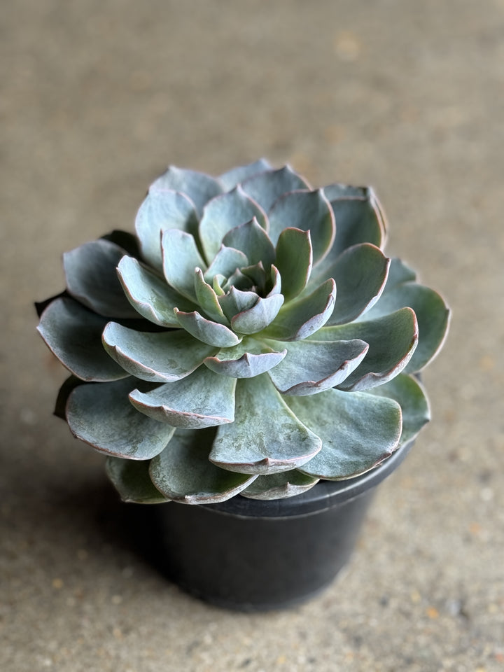 Echeveria Succulents 120mm