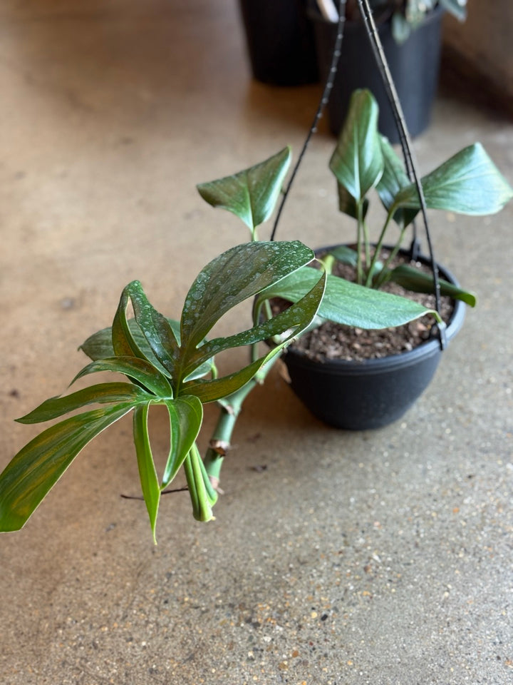 Epipremnum Pinnatum "Dragon Tail" 200mm HB