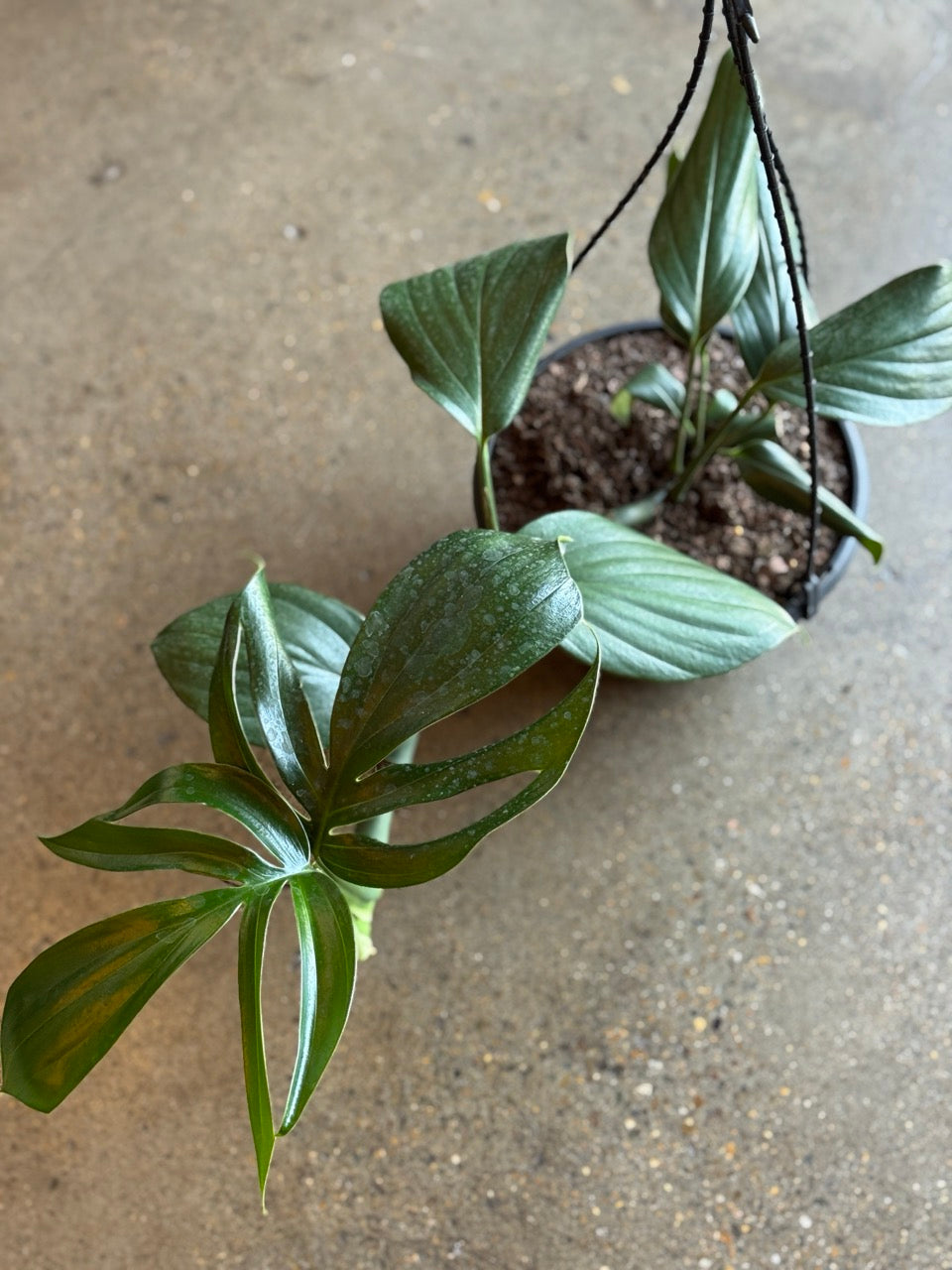 Epipremnum Pinnatum "Dragon Tail" 200mm HB